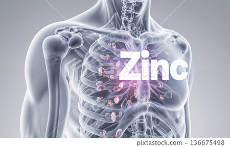 Zinc immunity anatomy transparent body illustration showing mineral benefits for cellular defense and health support 136675498