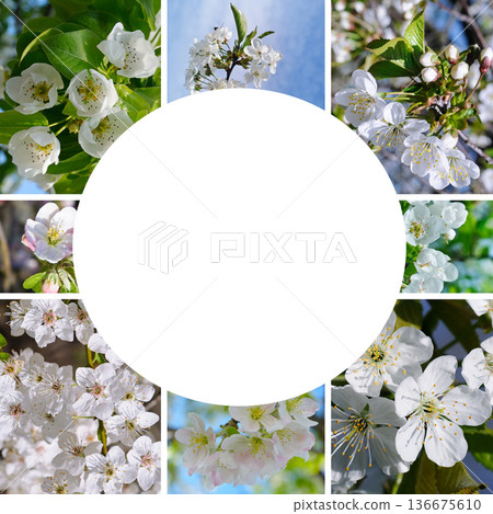 Collage of blooming spring fruit trees with round copy space Collage of blooming spring fruit trees with round copy space 136675610