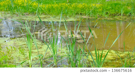 Tranquil marsh landscape with aquatic plants and reflection 136675616