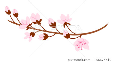 Sakura branch with pink blossom and bud in flat hand drawn style isolated on light background. Spring nature concept for decoration, greeting and floral design Sakura branch with pink blossom and bud in flat hand drawn style isolated on light background. Spring nature concept for decoration, greeting and floral design 136675619