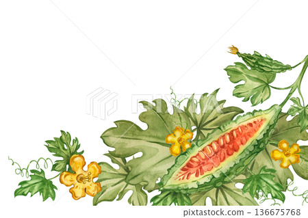 Watercolor illustration of a bitter melon plant Momordica, leaves, vines, and yellow flowers. All hand-painted in watercolor. Healthy eating concept for product packaging, menus, books, and brochures. Watercolor illustration of a bitter melon plant Momordica, leaves, vines, and yellow flowers. All hand-painted in watercolor. Healthy eating concept for product packaging, menus, books, and brochures. 136675768