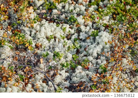 colourful arctic carpet of moss, yagel, blueberry and birch twigs among the stones, sunset, Tundra at autumn, tundra near the town of Teriberka in Russia, Murmansk region colourful arctic carpet of moss, yagel, blueberry and birch twigs among the stones, sunset, Tundra at autumn, tundra near the town of Teriberka in Russia, Murmansk region 136675812