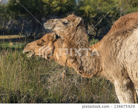 Coastal Caravan: A Large Camel Family Heading Home Coastal Caravan: A Large Camel Family Heading Home 136675929