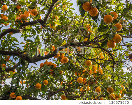 Citrus Sanctuary: Charming Cafe Garden in Sidi Bou Said Citrus Sanctuary: Charming Cafe Garden in Sidi Bou Said 136675950