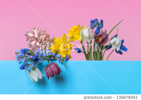Spring flowers of tulips, muscari, daffodils, grouse on blue podium with place for text. Happy greeting card. Concept scene stage showcase for new product, promotion sale, cosmetic, presentation 136676081