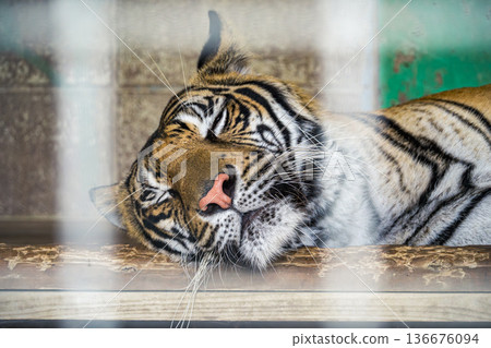 Sleeping tiger at the zoo 136676094