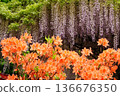 Purple wisteria and orange azaleas 136676350