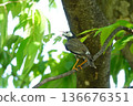 Wild birds singing on tree branches 136676351