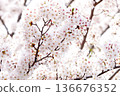 Blooming white cherry blossom branches 136676352