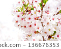 Cherry blossoms that stand out against a white background 136676353