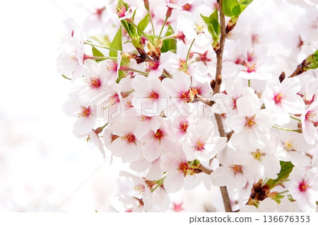 Cherry blossoms that stand out against a white background 136676353