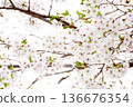 Blooming cherry blossom branches and soft white background 136676354