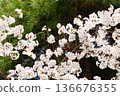 White cherry blossoms blooming against a pine background 136676355