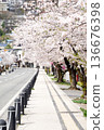 A spring street lined with cherry blossom trees 136676398