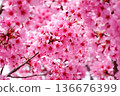 Deep pink cherry blossoms close-up 136676399