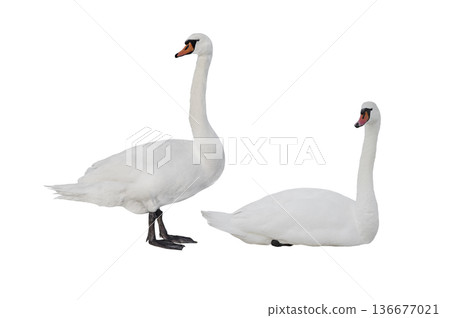 two swan isolated on white background 136677021