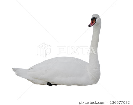 swan isolated on white background 136677022