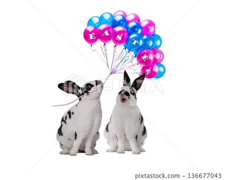 two christmas rabbit with bright balls isolated on white background two christmas rabbit with bright balls isolated on white background 136677043