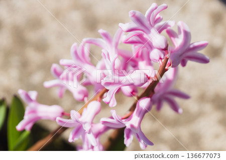 Vibrant pink hyacinth blooms captured in close detail 136677073