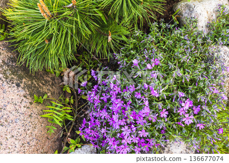 Phlox subulata in bloom, bright purple flowers grow on a rocky ground 136677074