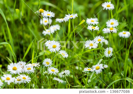 White yellow chamomile flowers swaying gently in a sunlit meadow White yellow chamomile flowers swaying gently in a sunlit meadow 136677086
