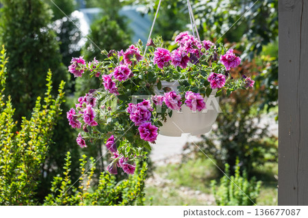 Purple pink petunia flowers grow in a hanging white pot Purple pink petunia flowers grow in a hanging white pot 136677087