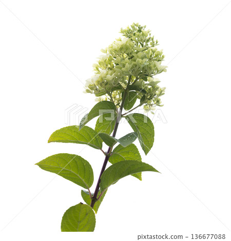 Branch of Hydrangea with green leaves and white flowers isolated on white Branch of Hydrangea with green leaves and white flowers isolated on white 136677088