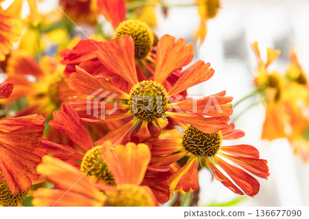 Bright orange Helenium flowers grow in the garden, macro shot 136677090