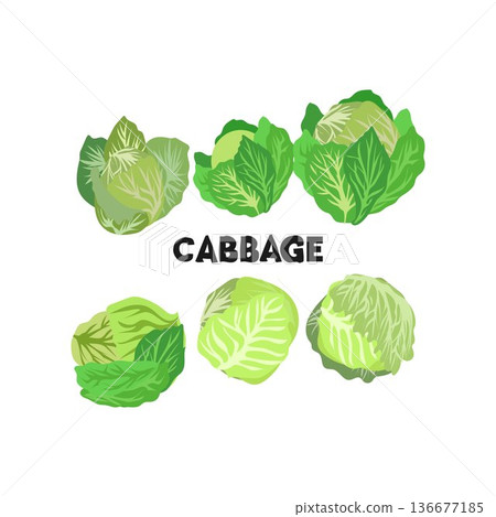 Print national cabbage day happy national cabbage day design vector Print national cabbage day happy national cabbage day design vector 136677185