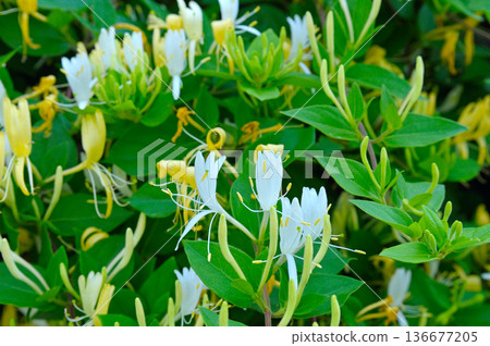 Blooming honeysuckle bush with white and yellow flowers 136677205