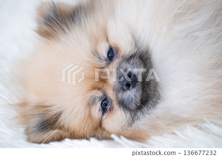 A small Pameranian Spitz is lying on the sofa A small Pameranian Spitz is lying on the sofa 136677232