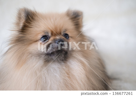 A small Pameranian Spitz is lying on the sofa A small Pameranian Spitz is lying on the sofa 136677261
