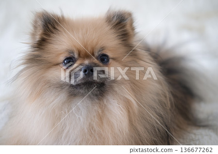 A small Pameranian Spitz is lying on the sofa A small Pameranian Spitz is lying on the sofa 136677262