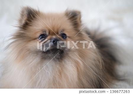A small Pameranian Spitz is lying on the sofa 136677263