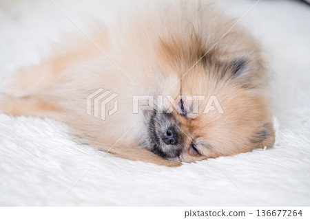 A small Pameranian Spitz is lying on the sofa A small Pameranian Spitz is lying on the sofa 136677264
