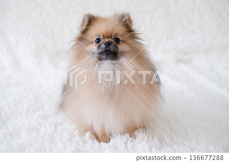 A small Pameranian Spitz is lying on the sofa 136677288