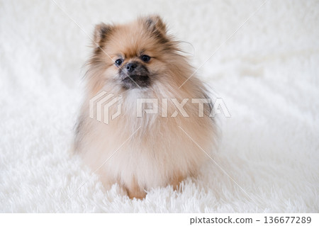 A small Pameranian Spitz is lying on the sofa A small Pameranian Spitz is lying on the sofa 136677289