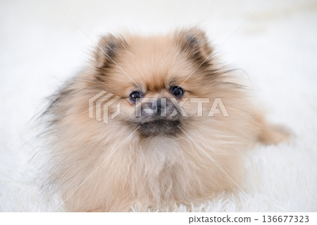 A small Pameranian Spitz is lying on the sofa A small Pameranian Spitz is lying on the sofa 136677323