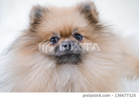 A small Pameranian Spitz is lying on the sofa 136677328