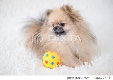 A small Pameranian Spitz is lying on the sofa A small Pameranian Spitz is lying on the sofa 136677381