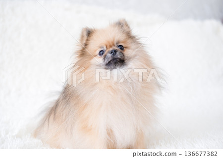 A small Pameranian Spitz is lying on the sofa A small Pameranian Spitz is lying on the sofa 136677382