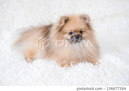 A small Pameranian Spitz is lying on the sofa A small Pameranian Spitz is lying on the sofa 136677384