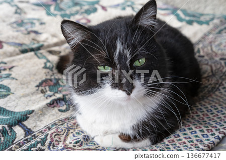 Gray Cat Lying On Sofa Outside 136677417