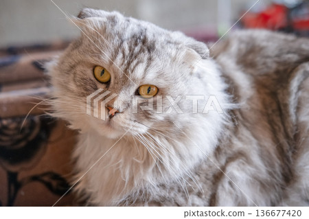 Gray Cat Lying On Sofa Outside 136677420