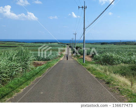 種子島上的甘蔗田和通往大海的道路 種子島上的甘蔗田和通往大海的道路 136677473