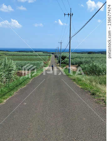 Sugarcane fields on Tanegashima and a road leading to the sea Sugarcane fields on Tanegashima and a road leading to the sea 136677474