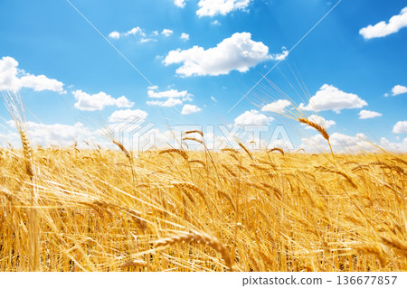 Golden wheat field with ripe ears swaying under a blue sky with white clouds. Agricultural landscape symbolizing harvest season, farming, organic food production Golden wheat field with ripe ears swaying under a blue sky with white clouds. Agricultural landscape symbolizing harvest season, farming, organic food production 136677857