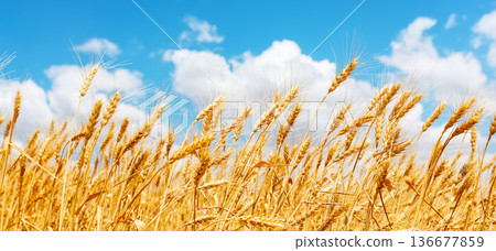 Golden wheat field with ripe ears swaying under a blue sky with white clouds. Agricultural landscape symbolizing harvest season, farming, organic food production Golden wheat field with ripe ears swaying under a blue sky with white clouds. Agricultural landscape symbolizing harvest season, farming, organic food production 136677859