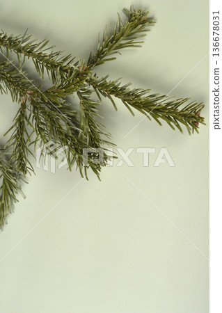 Green Fir Branch on Simple Background Green Fir Branch on Simple Background 136678031