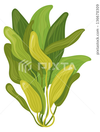 Ocean green plant growing. Marine nature flora 136678309